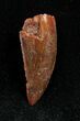 Dromaeosaur/Raptor Tooth From Morocco #1337-1